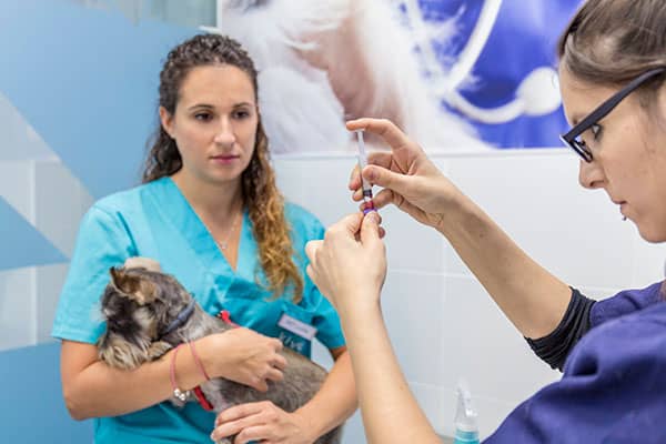 servicio-vacunacion-veterinaria