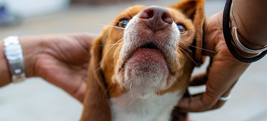 Tienda El sendero famoso Tipos de leishmaniosis canina y sus tratamientos | Consejos