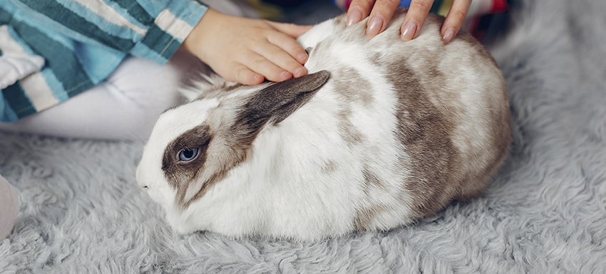 beneficios de esterilizar a un conejo