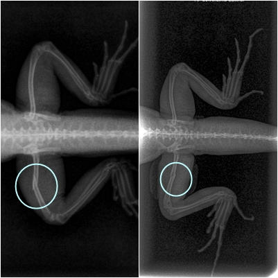 Radiografía reptil pata rota