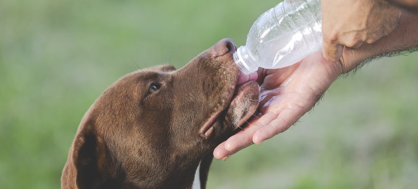 deshidratación canina