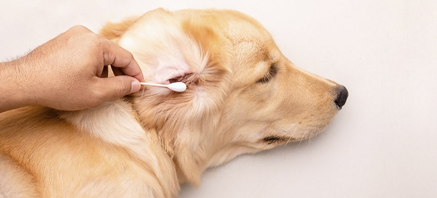 Una noche Anoi seguro Hay parásitos en las orejas de los perros? | Consejos