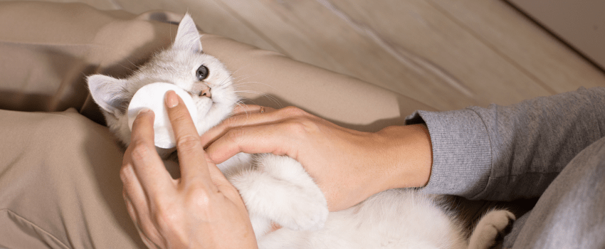 piel Tiranía perfil Motivos por lo que un gato se puede quedar ciego | Consejos