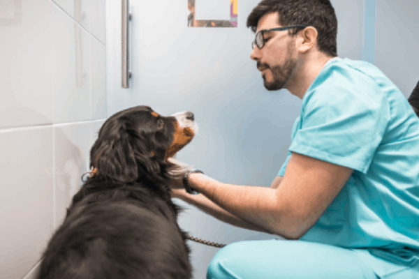 check-up básico da saúde para cães e gatos