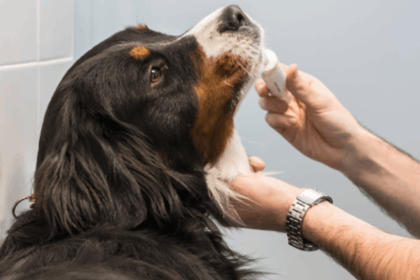 servici-veterinario-leishmaniosis-canina