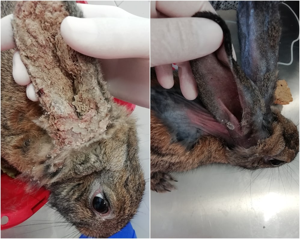 Antes y después del tratamiento en  
Clí﻿nica Veterinaria Kivet de Gavarres conejo con sarna. 
