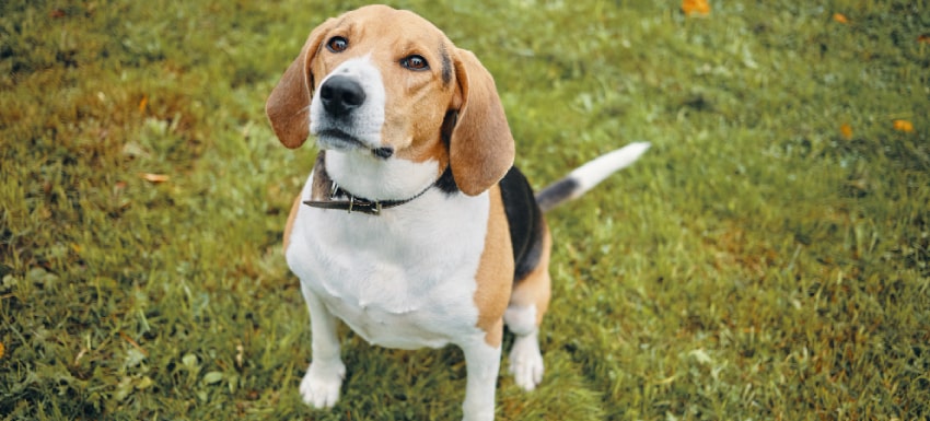 beagle con testiculo inflamado