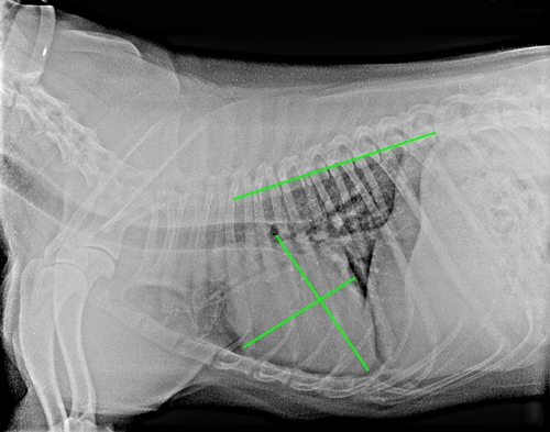 radiografía veterinaria
