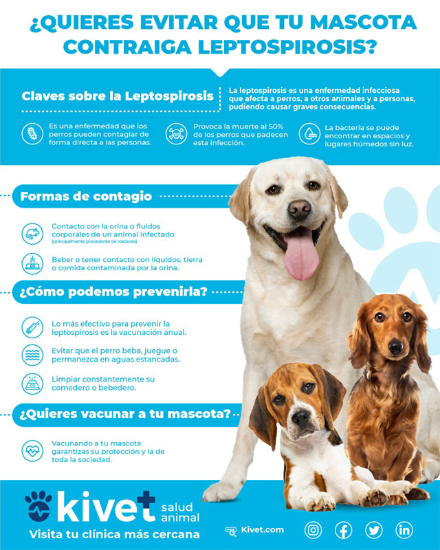 canina: tratamiento y prevención