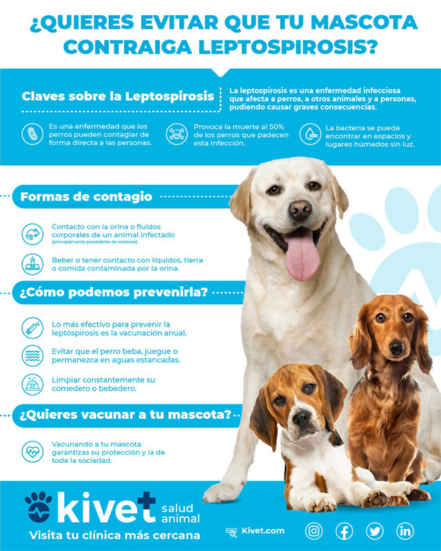 infografia_evitar_leptospirosis