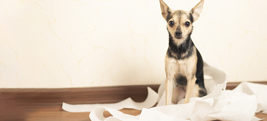 montar bueno Adelante Qué hacer si mi perro tiene diarrea? - Blog Kivet