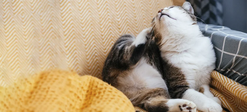 fácilmente Todos los años Armario Signos de que tu gato puede tener parásitos - Blog Kivet