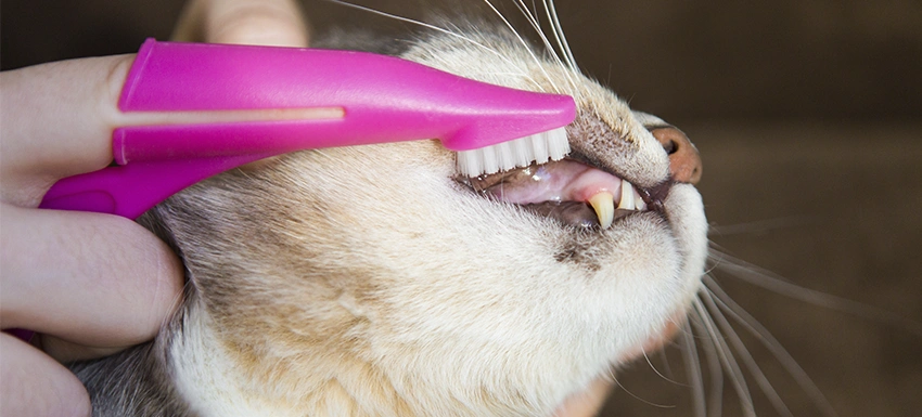 como_cepillar_dientes_perro_gato