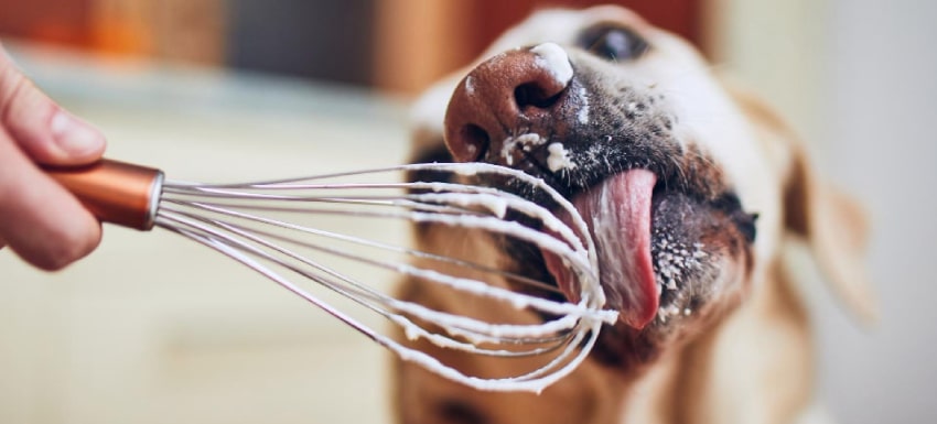 No lo hagas hielo Cantidad de Por qué no debe comer comida humana tu perro? - Kivet
