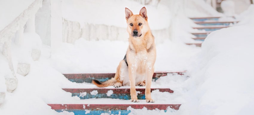 kiwi Exagerar Adolescencia La nieve y los cuidados necesarios para tu perro- Kivet