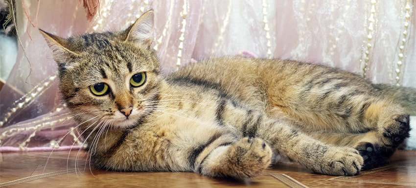 Información sobre el acné en gatos