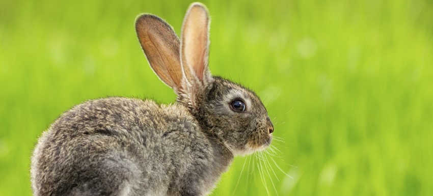Significado del color de la orina en conejos