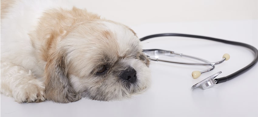 La cardiomiopatía dilatada en perros