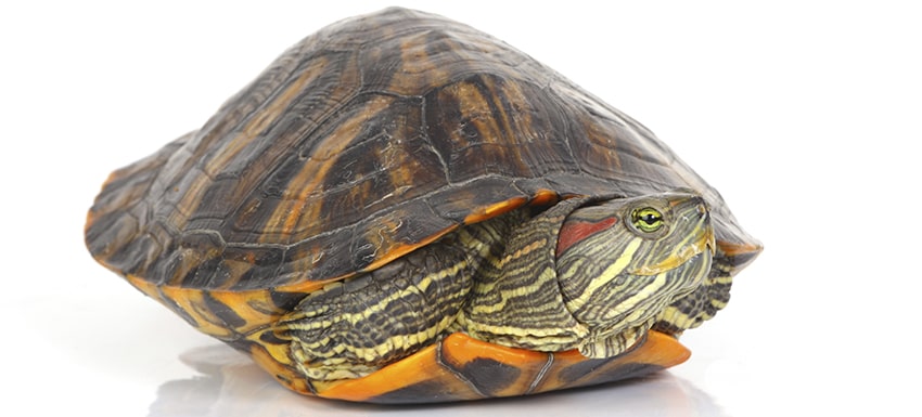Consejos veterinarios para evitar enfermedades en tu tortuga doméstica