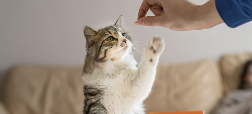 Consejos para darle una pastilla a un gato
