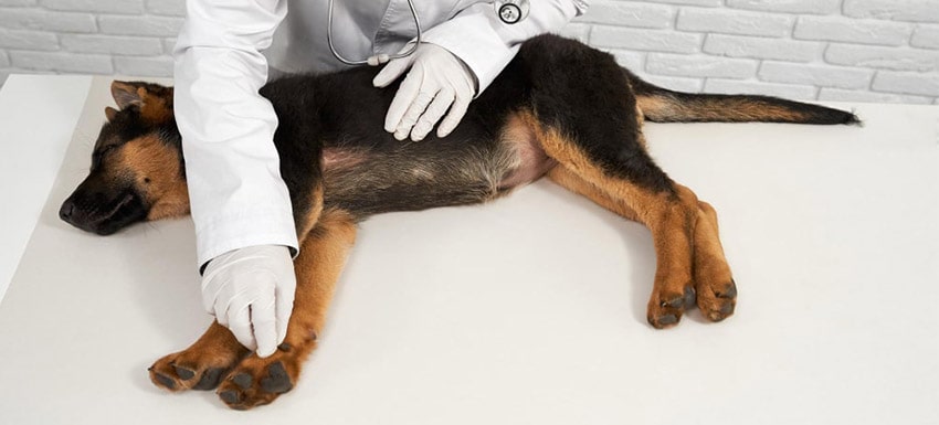 Causas, síntomas y tratamiento de la enfermedad inflamatoria intestinal en perros