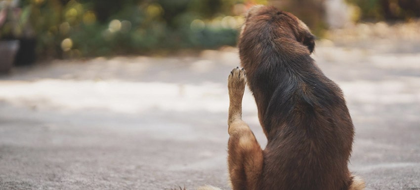 Usos, dosis y efectos secundarios de la talquistina en perros