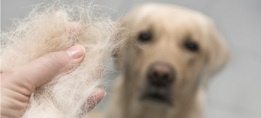 Las enfermedades que provocan la caída de pelo en perros