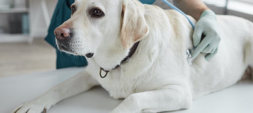 mitos-acerca-de-la-quimioterapia-en-mascotas