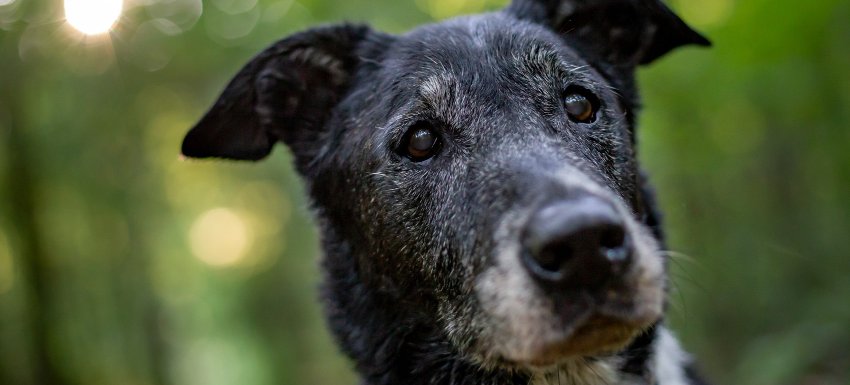 Cuidaos y diferencias-entre perro senior y perro geriátrico