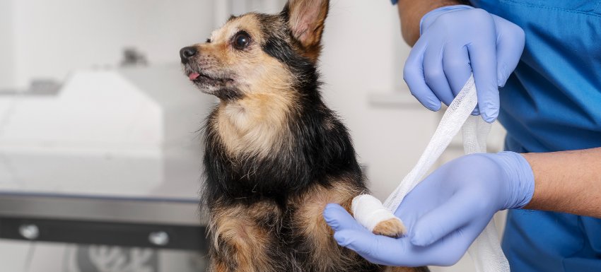 Qué-provoca-la-cojera-en-perros-causas-síntomas-y-tratamiento