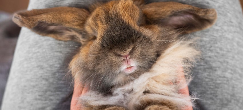 Enfermedad mixomatosis en conejos