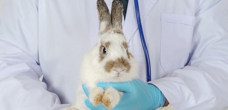 causas y sintomas de calvas en conejos