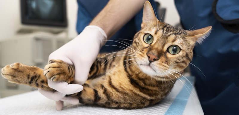 diferencias entre artrosis y artritis en gatos