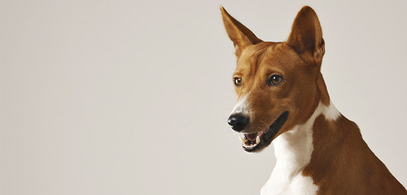 síntomas y tratamiento síndrome vestibular en perros